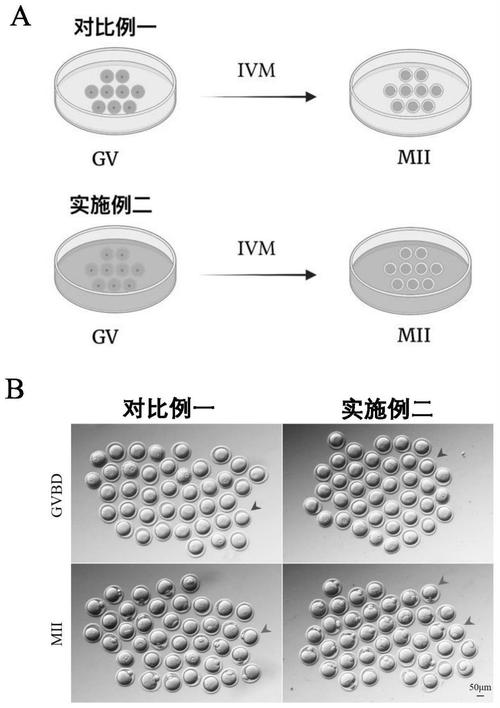  体外成熟培养