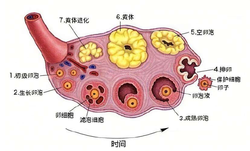  黄体