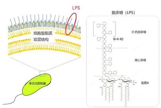 LPS促排方案