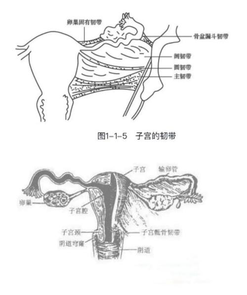 子宫腔深度