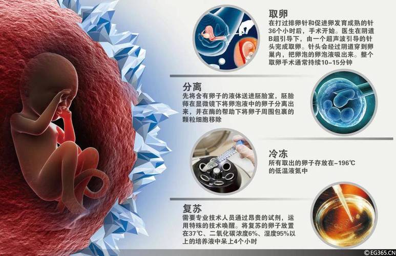 卵泡存放