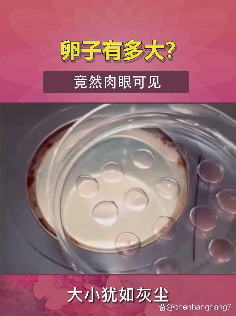 理想卵子