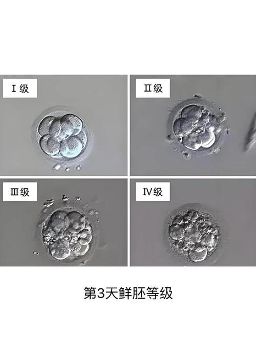 胚胎优越性