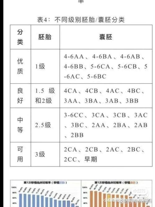 囊胚尺寸