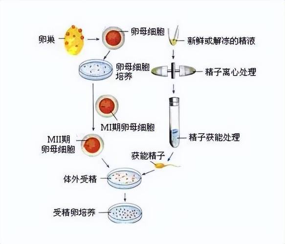 男子不孕的解决方案：试管受精是否适合？