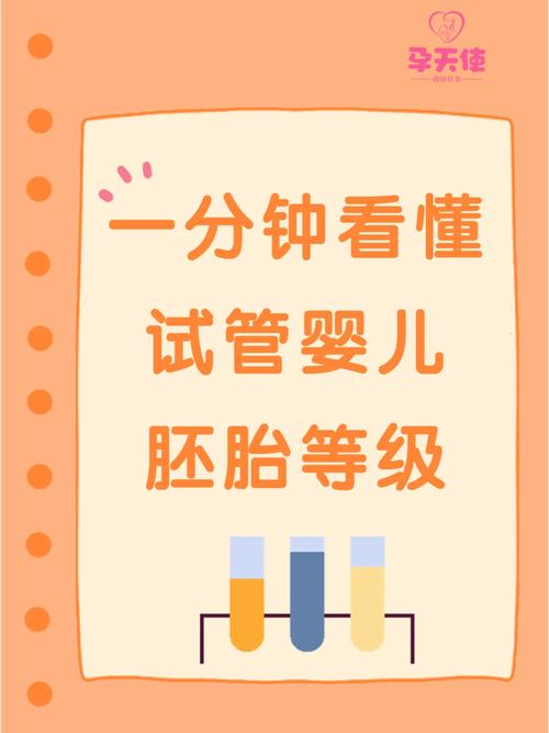 4级胚胎