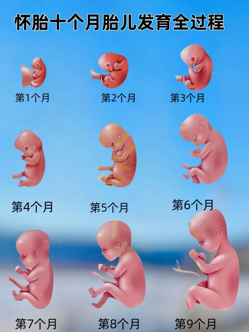 胚胎变化