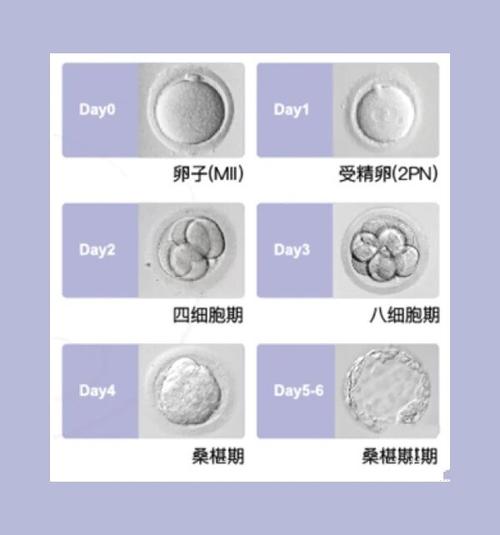  不卵裂原因