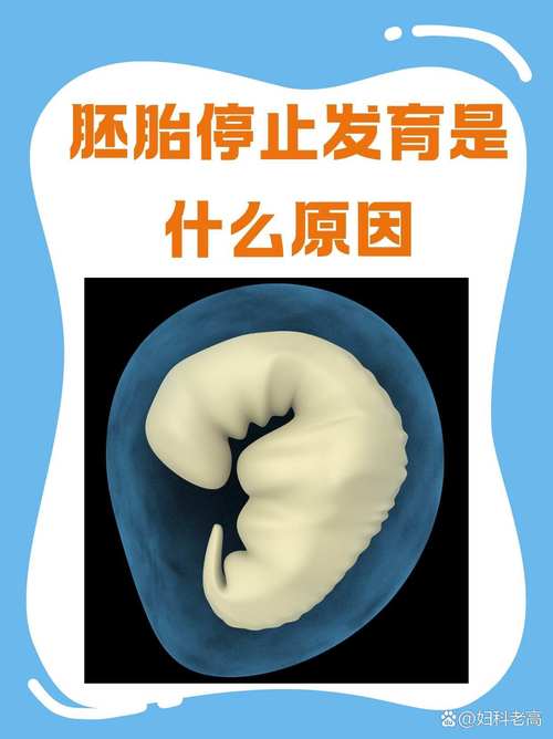 胚胎未养成