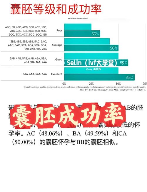 囊胚成功几率