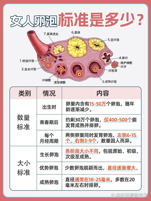 卵泡健康