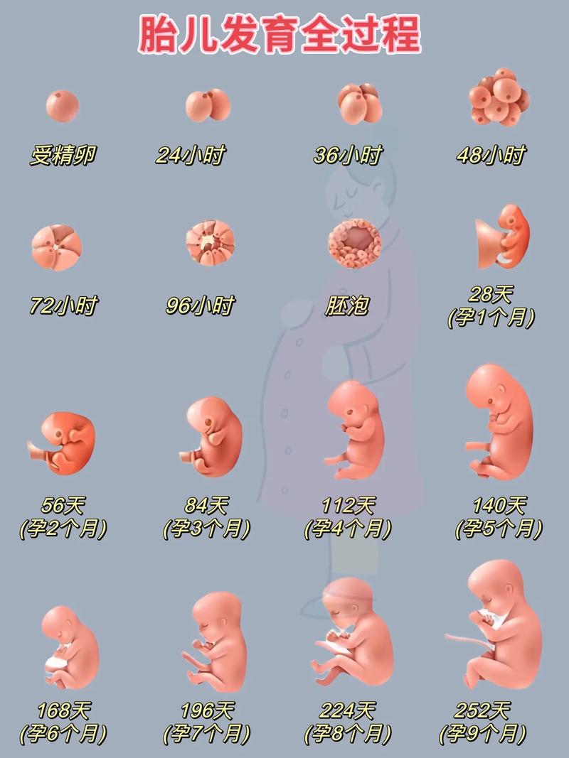  胚囊养成
