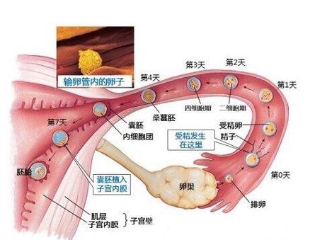 授精过程