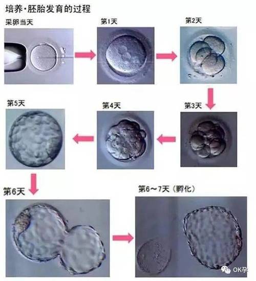 胚胎分裂观察