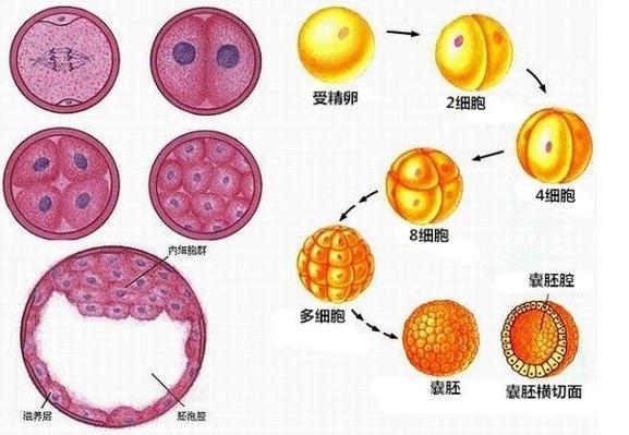 囊胚形状
