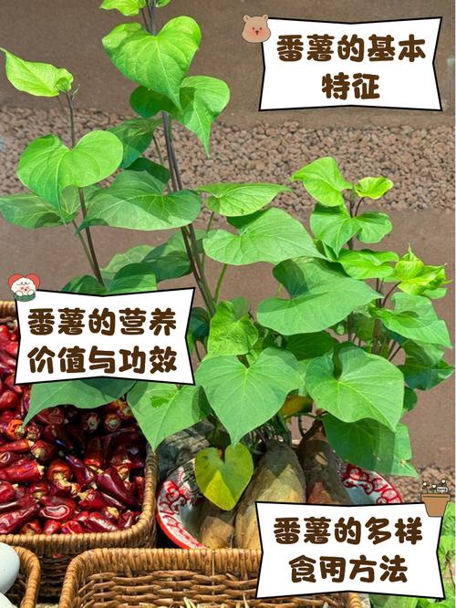 试管移植后能否食用番薯？专家答疑解析