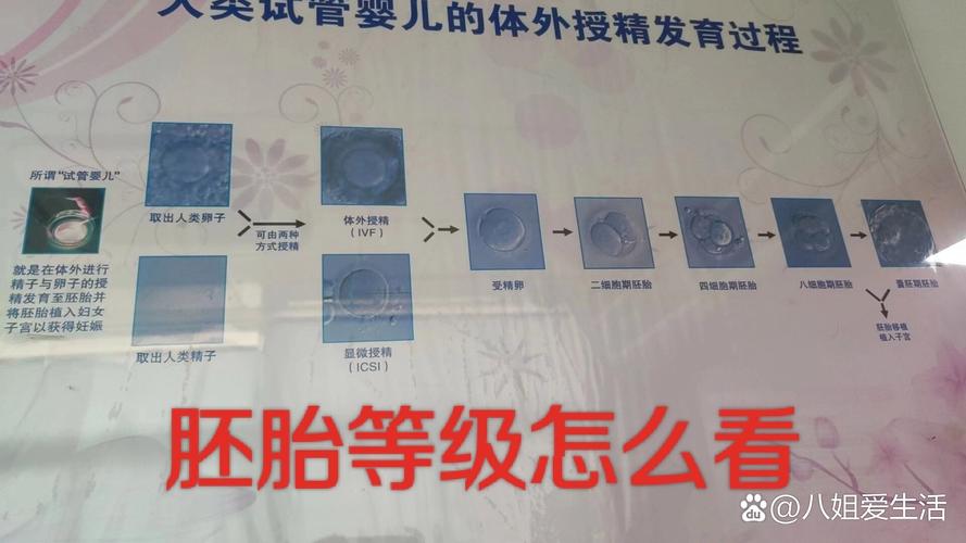 试管婴儿中p值多少适合进行胚胎移植？