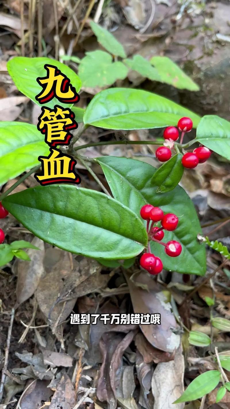  九支血流