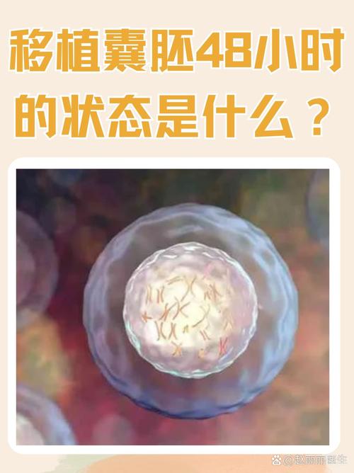 囊胚培植技术