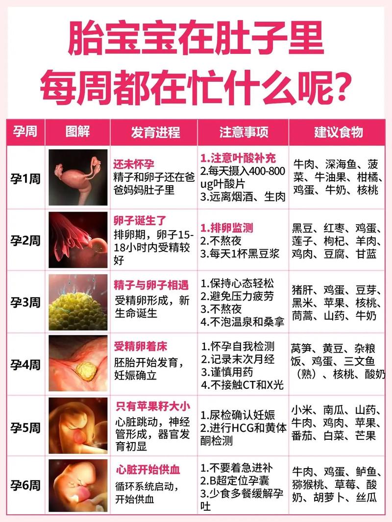 胚胎选择注意事项