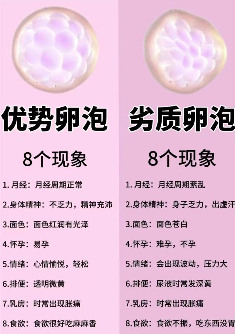 卵泡快速生长