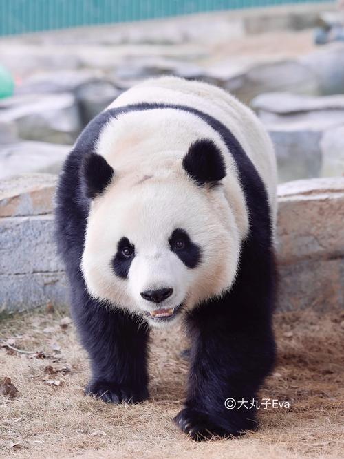 动物