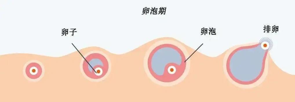 诱导排卵