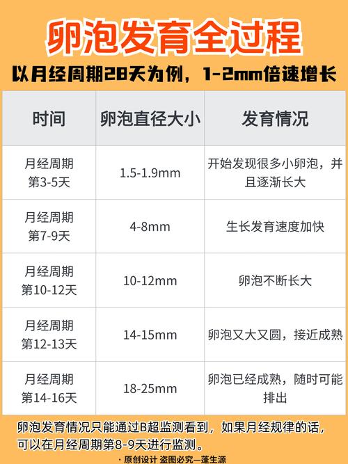 卵泡计算
