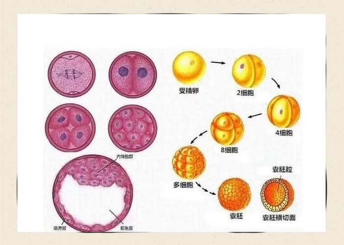  桑葚胚