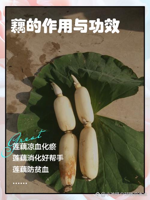 试管复苏期间能否食用藕类食物？