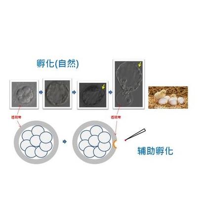 激光辅助孵化
