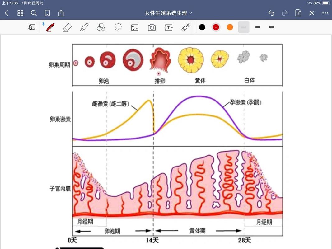 调内膜周期