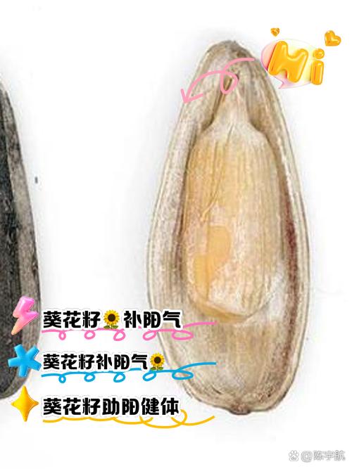 瓜子生殖