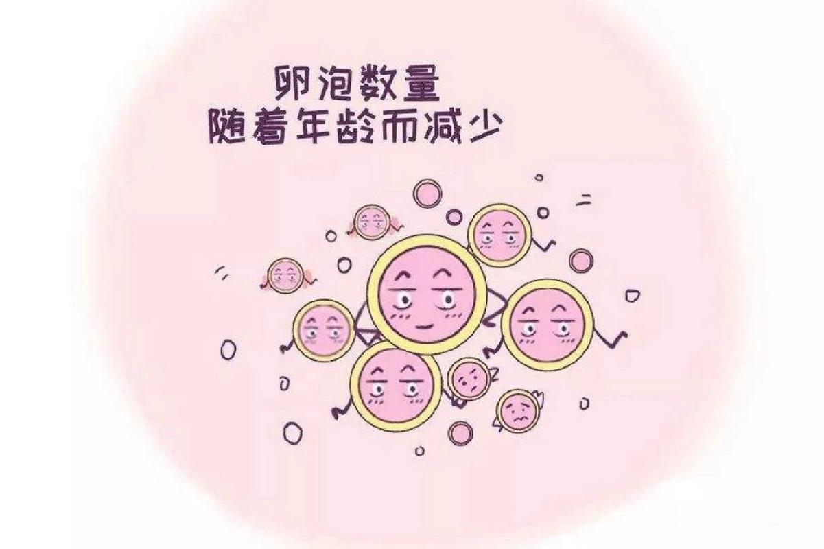  卵泡退化