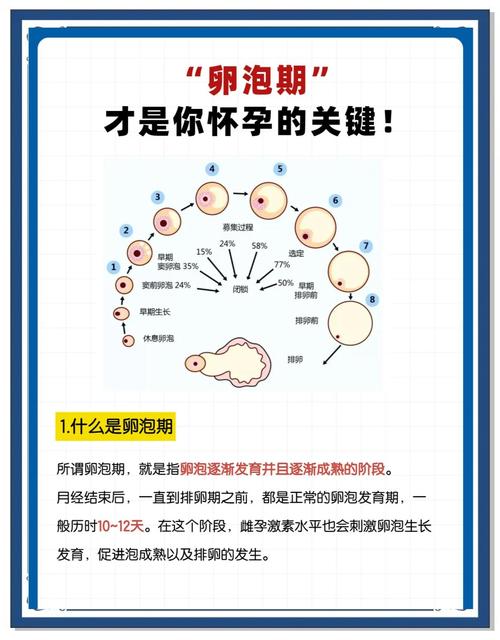 卵泡状况