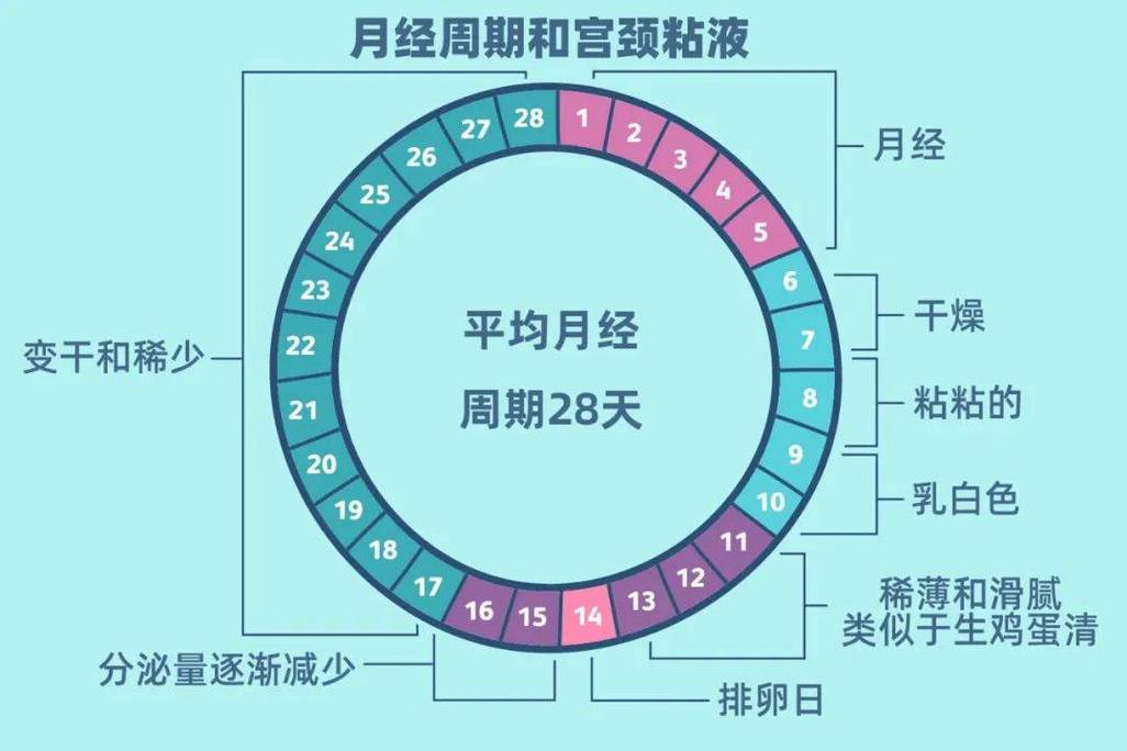  排卵周期