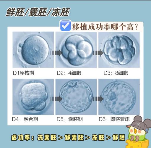 囊胚处理