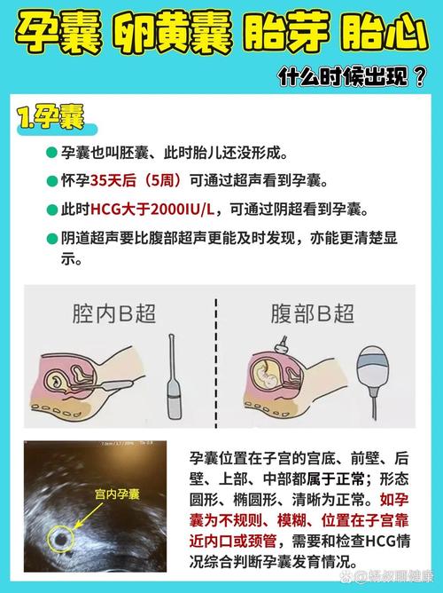 试管中放的囊是什么？揭开囊胚的奥秘与作用