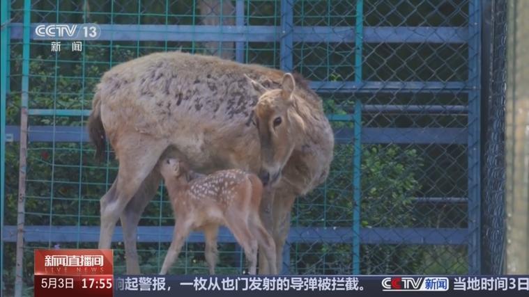 北京首例