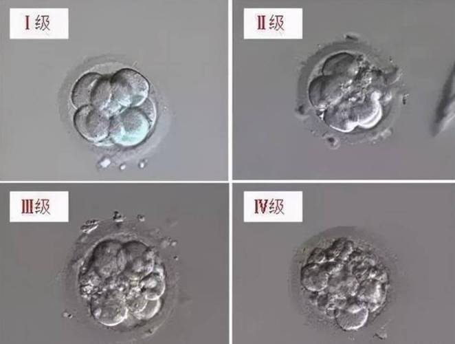 试管胚胎54天未见卵黄素，影响成功率吗？
