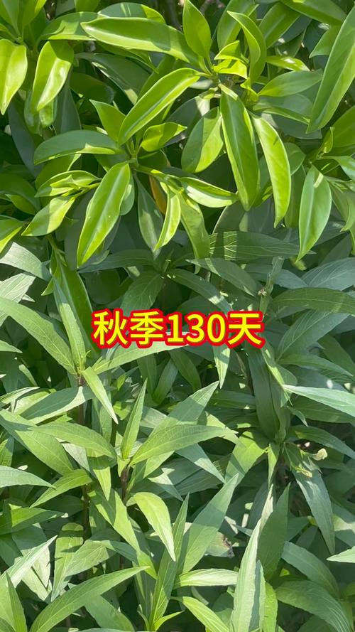 春秋季节