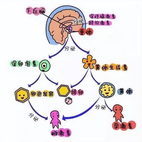  激素分泌