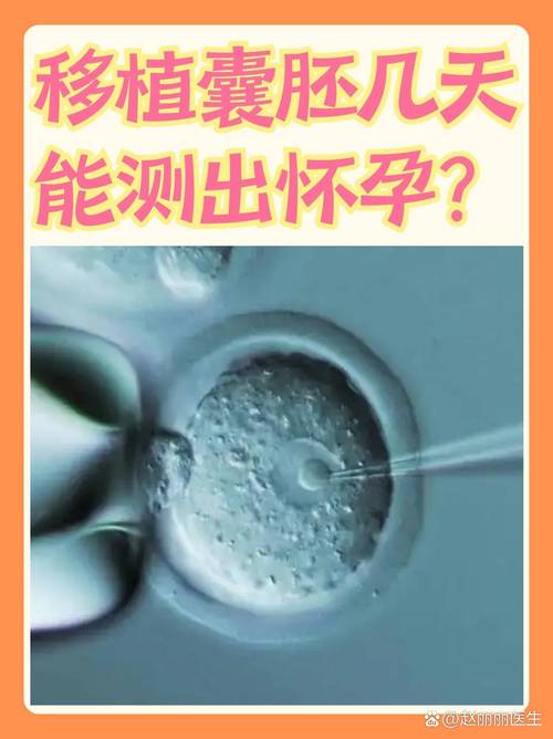 放囊胚