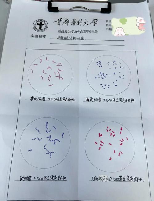 形态学观察