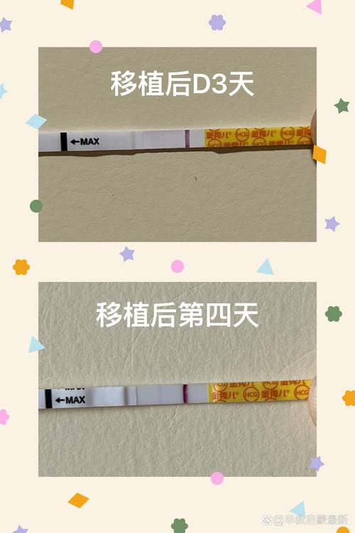 移植后第4天