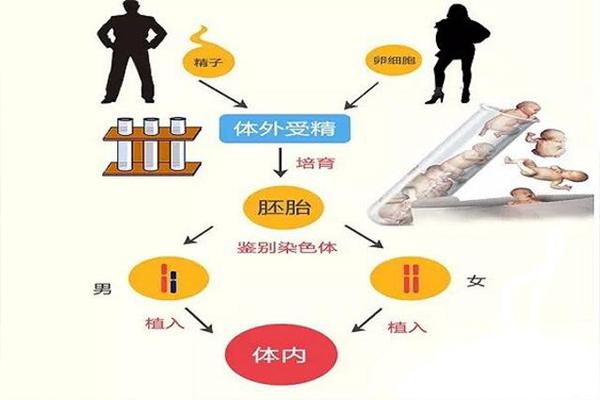 试管婴儿能否食用人参？专家解答指南
