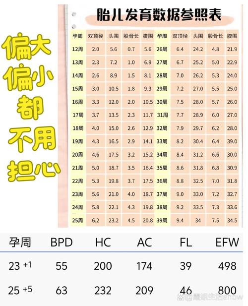 胚胎发育参数
