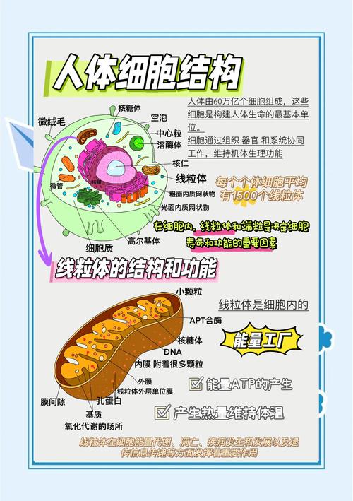  线粒体营养