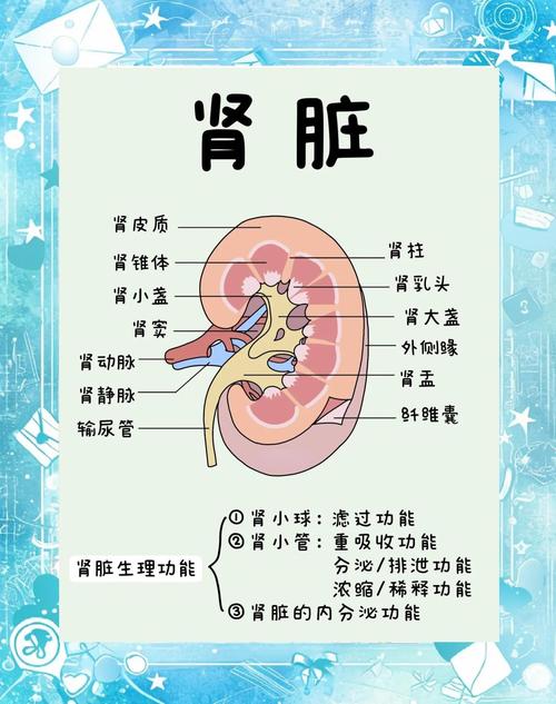 肾脏功能