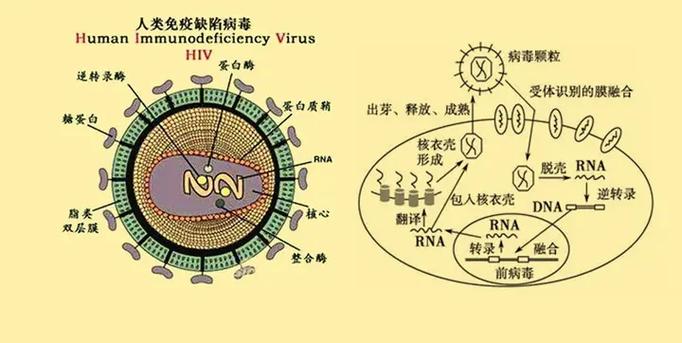  HIV免疫